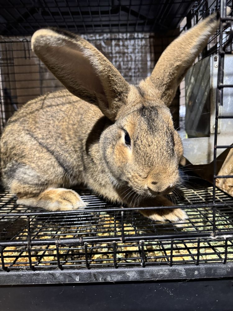 Lynndare Farms - beekeeping in Lillington, NC