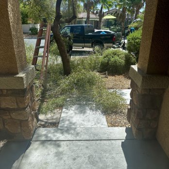 Sierra View Landscape - Process trimming the overgrown tree! Raul shared his recommendations which part that needs cutting and we like it! - Landscaping Near Me Sierra View Landscape - Process trimming the overgrown tree! Raul shared his recommendations which part that needs cutting and we like it! - Landscaping Near Me