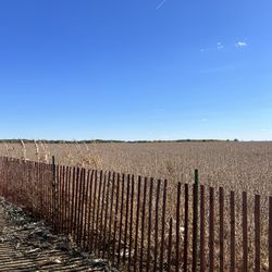 Konow's Corn Maze - Corn.....