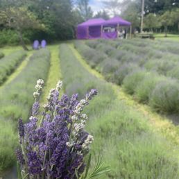 Lavender bundle Lavender bundle