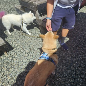 All About Pad Thai - Dog friendly and they have treats for dogs! - Food Trucks Near Me - Olympia, Washington