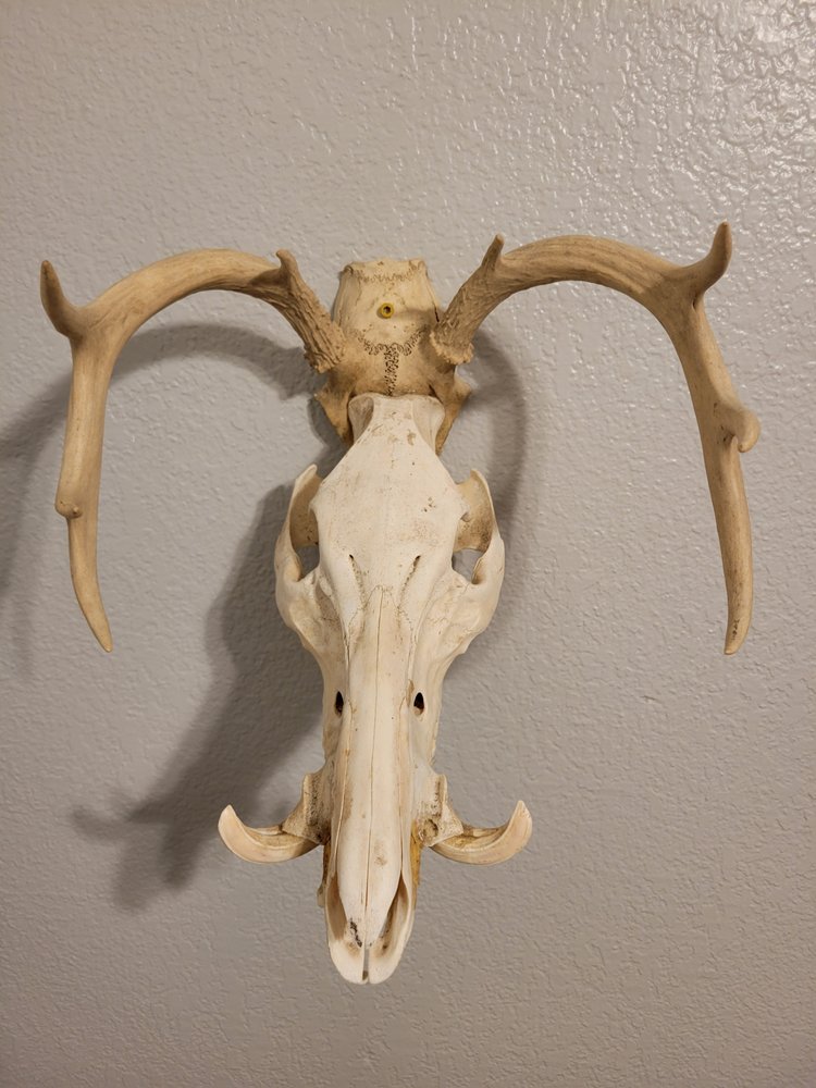 Teague's Taxidermy - taxidermy in Danbury, TX