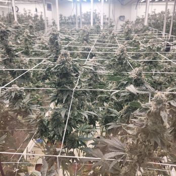 Semilla - The grow show at Semilla HRC. - Cannabis Clinics Near Me - Los Angeles, California
