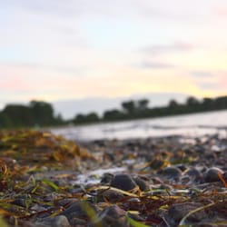 Camping Liebeslaube - Naturstrand mit allem was die Natur zu bieten hat: Steine, Muschelscherben, Quallen und Algen..