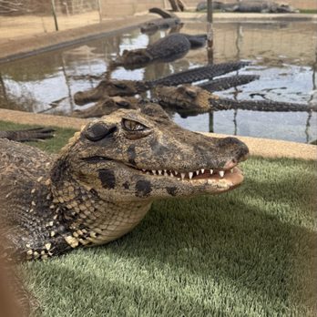 Phoenix Herpetological Society - Caiman - Community Service/Non-Profit Near Me
