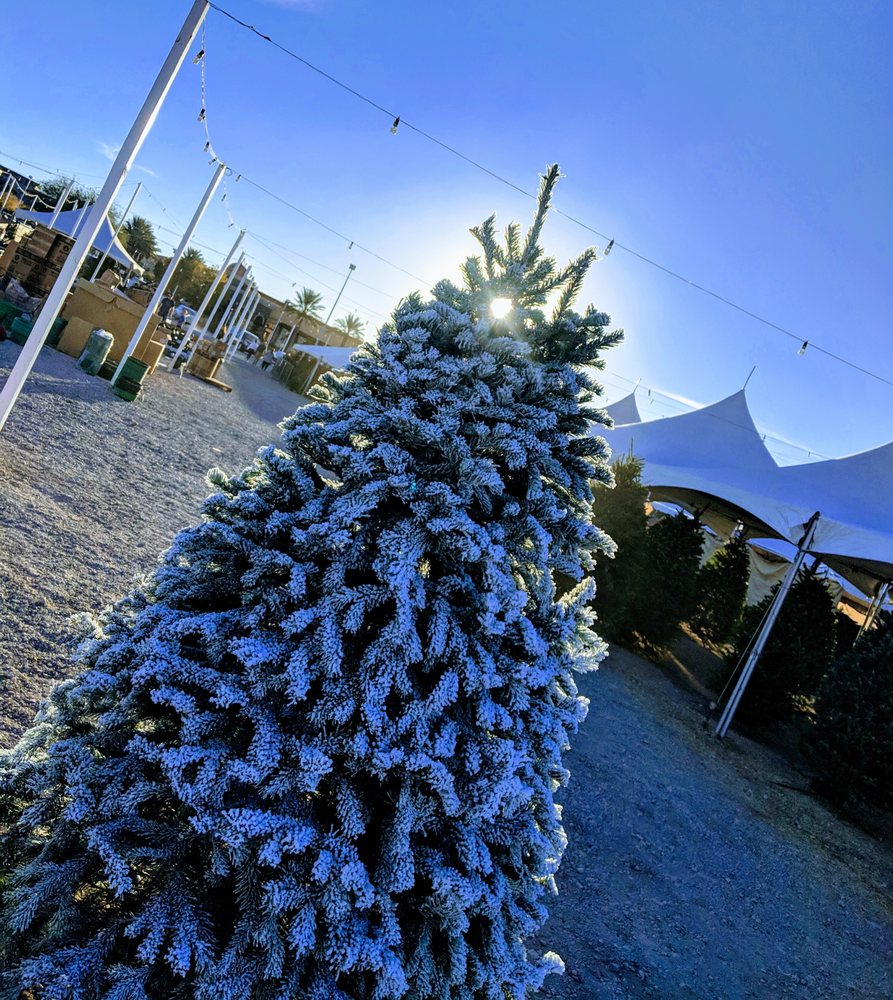 RUDOLPH’S CHRISTMAS TREES Updated June 2024 13 Photos & 10 Reviews