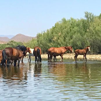Arizona Escapes - Wild horses spotted on the Salt River - Hiking Near Me Arizona Escapes - Wild horses spotted on the Salt River - Hiking Near Me