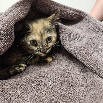 Take 5 Oil Change - Lucky, 8 weeks old, 2 1/2 pounds. - Oil Change Stations Near Me - Midlothian, Illinois Take 5 Oil Change - Lucky, 8 weeks old, 2 1/2 pounds. - Oil Change Stations Near Me - Midlothian, Illinois