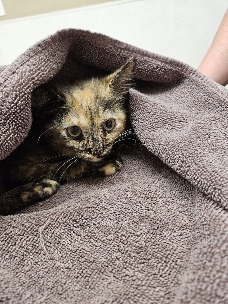 TAKE 5 OIL CHANGE Updated July 2024 14701 S Cicero Ave, Midlothian