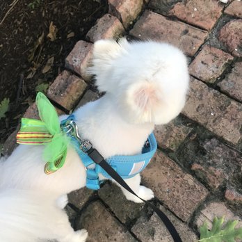 Downtown Dog - Handmade bow from Downtown Dog - Pet Groomers Near Me - Dallas, Texas