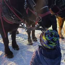 Gold Run Nordic Center - Petting the horses