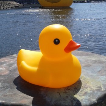 The Dish - Mama Duck and Toy Rubber Duck Canalside 2016 - Ice Cream & Frozen Yogurt Near Me - Buffalo, New York