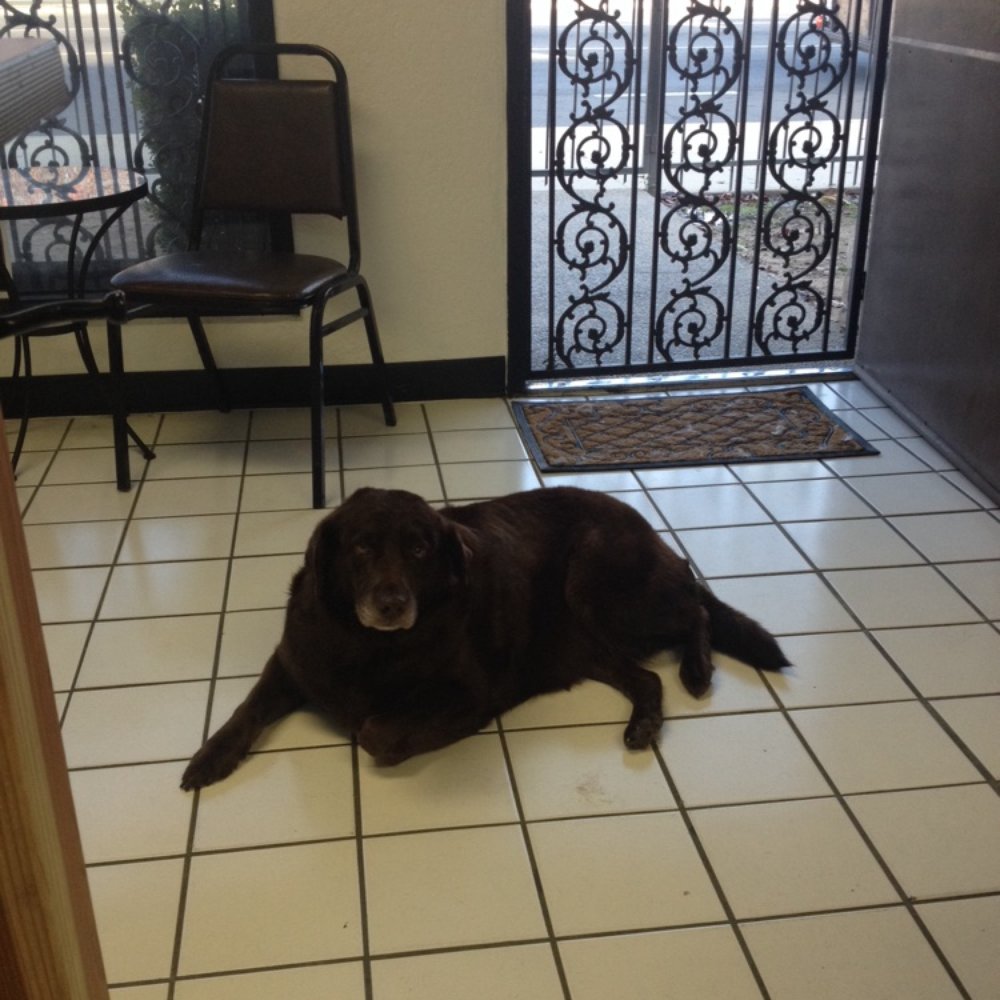 Star Mutts - She makes herself at home there. - Pet Groomers Near Me - Fresno, California Star Mutts - She makes herself at home there. - Pet Groomers Near Me - Fresno, California