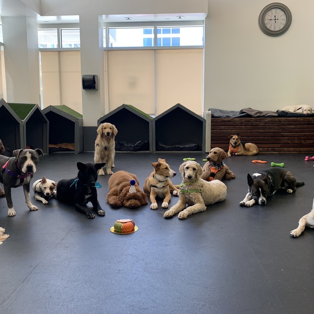Mishka - The squad patiently waiting for cake! - Pet Stores Near Me - San Francisco, California Mishka - The squad patiently waiting for cake! - Pet Stores Near Me - San Francisco, California