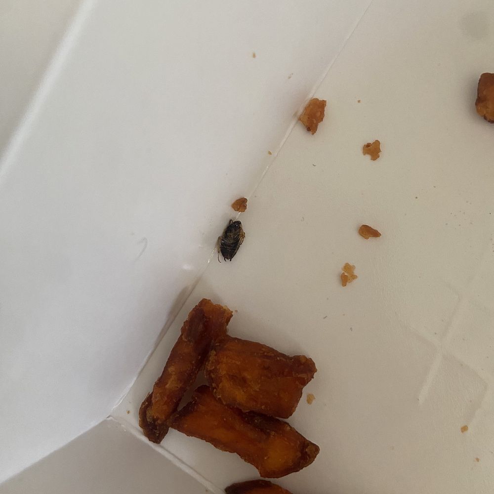 Bag O Crab - Cockroach in my food. Sweet Potato Fries - Cajun/Creole Near Me - Vallejo, California Bag O Crab - Cockroach in my food. Sweet Potato Fries - Cajun/Creole Near Me - Vallejo, California