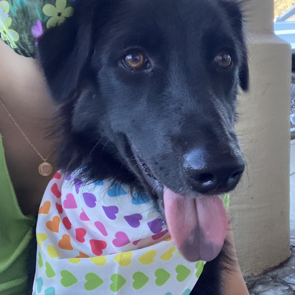 A Better Chance Rescue - Pet Adoption Near Me