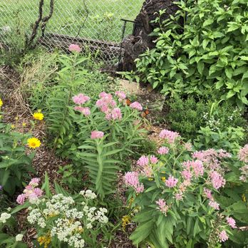 Good Host Plants - monarchs on swamp milkweed in the demo garden - Nurseries & Gardening Near Me - Philadelphia, Pennsylvania