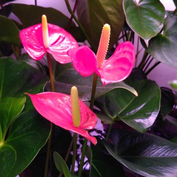 ManhattanFlorist.com - Florists Near Me - New York, New York
