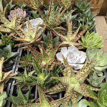 Garden World - Nurseries & Gardening Near Me - Flushing, New York Garden World - Nurseries & Gardening Near Me - Flushing, New York