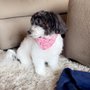 Photo of Perky Poodle