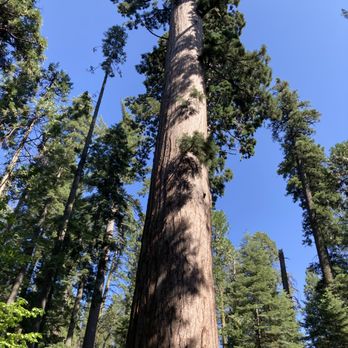 Calaveras Big Trees State Park - Parks Near Me - Arnold, California