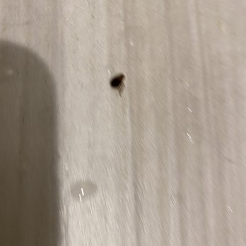 Diamond Head Inn - The coach roach I killed in the microwave - San Diego, CA