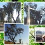 Photo of Halsey's Tree Service