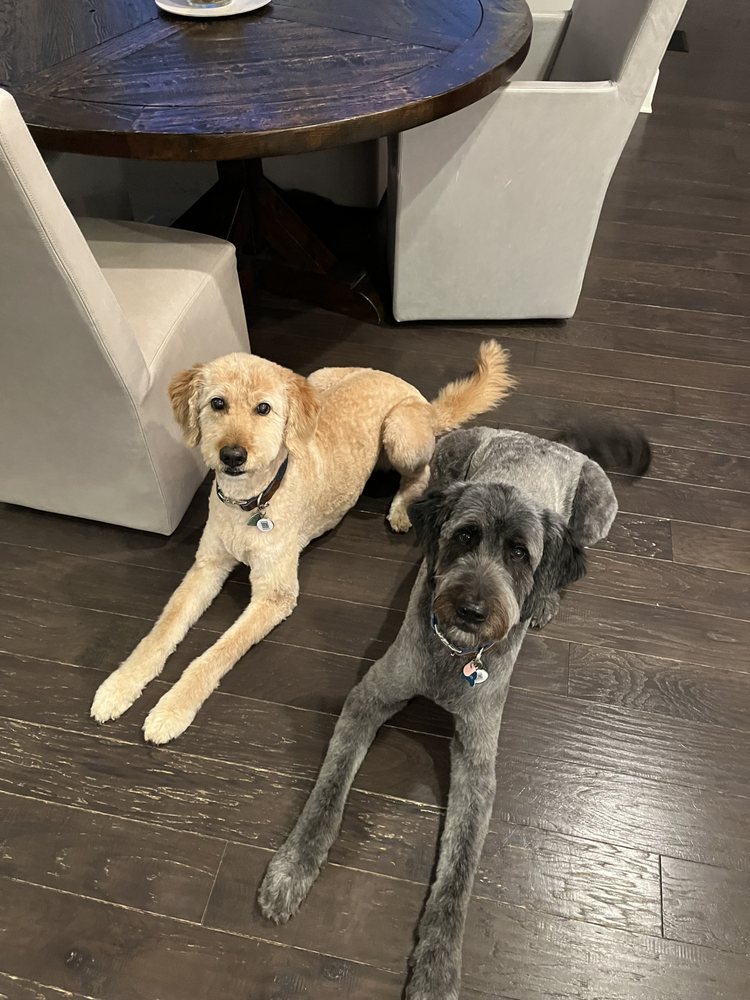 DAPPER DOG GROOMING CO. Updated September 2024 146 Photos & 34