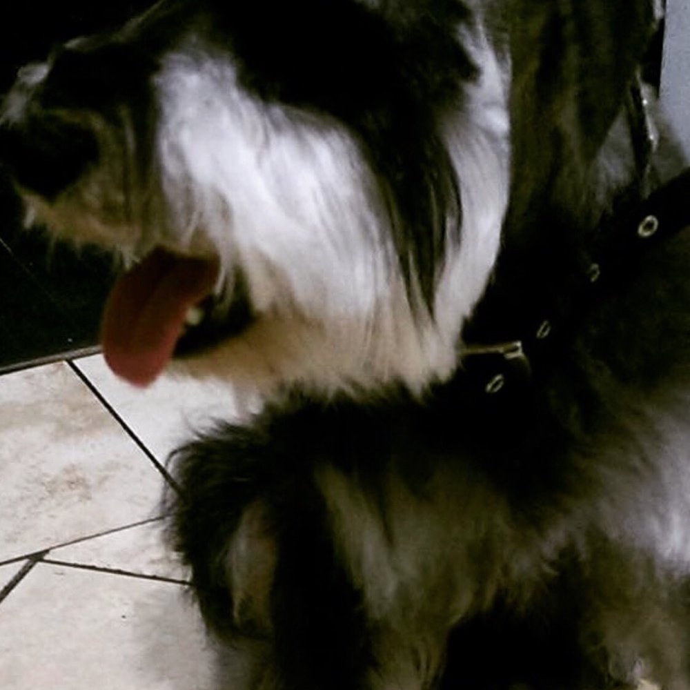 Liz's Pet Grooming - His original schnauzer cut! - Pet Groomers Near Me - Compton, California Liz's Pet Grooming - His original schnauzer cut! - Pet Groomers Near Me - Compton, California