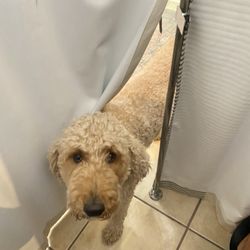 Luxe and Lounge Boutique - Bodhi is happy to help with a different size in the dressing room.