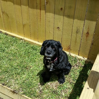 Pet Stop Grooming & Boarding - Pet Sitting Near Me - Cocoa, Florida Pet Stop Grooming & Boarding - Pet Sitting Near Me - Cocoa, Florida