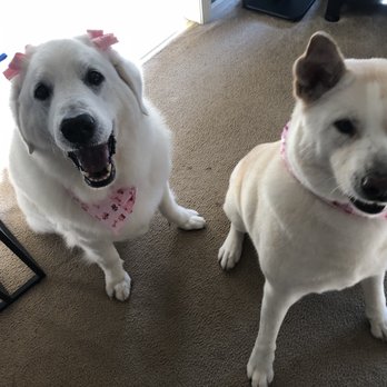 Noble Dog Shoppe & Spa - Pet Groomers Near Me - Howell, Michigan