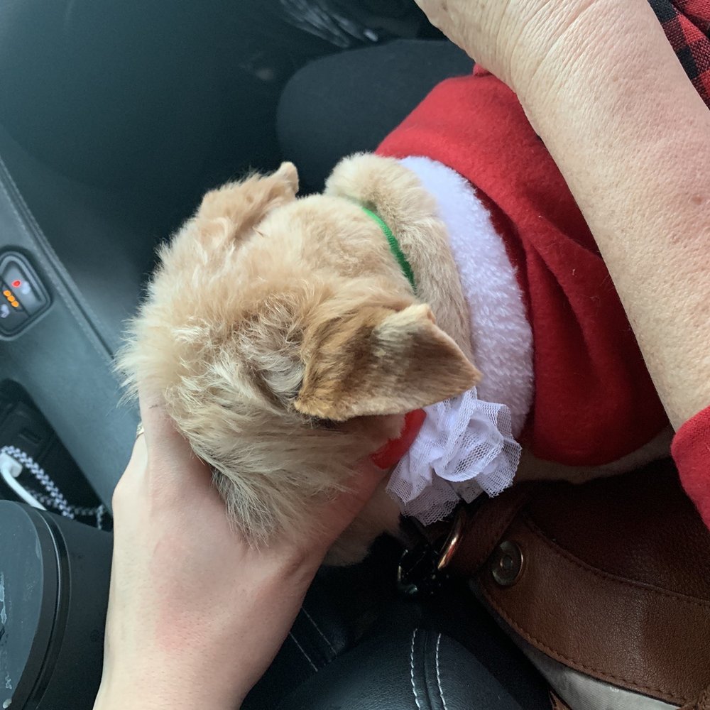 Sirias Pet Spa - Her choppy uneven hair.. - Pet Groomers Near Me