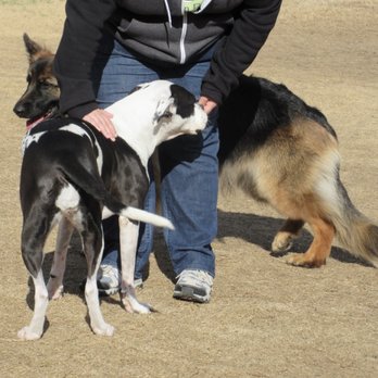 Doggie Zen Den, Inc - A friendly Staff member is always there for extra pets. - Pet Sitting Near Me - Plano, Texas Doggie Zen Den, Inc - A friendly Staff member is always there for extra pets. - Pet Sitting Near Me - Plano, Texas