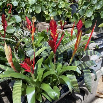 Martinez Nursery - Plants - Nurseries & Gardening Near Me - Buena Park, California Martinez Nursery - Plants - Nurseries & Gardening Near Me - Buena Park, California