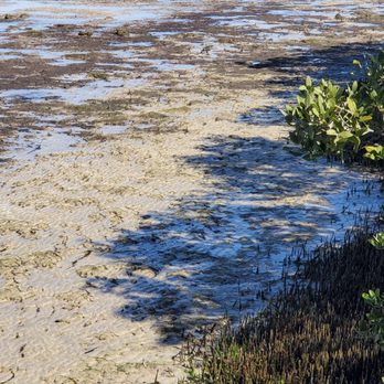 Anclote Gulf Park - Dry beds - Dog Parks Near Me - Holiday, Florida Anclote Gulf Park - Dry beds - Dog Parks Near Me - Holiday, Florida