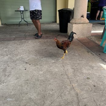 Latitud Perfecta - Rooster being fed - Juice Bars & Smoothies Near Me - Culebra, Puerto Rico Latitud Perfecta - Rooster being fed - Juice Bars & Smoothies Near Me - Culebra, Puerto Rico