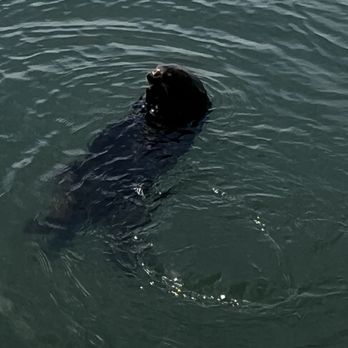 Kayak Connection - Otter - Rafting/Kayaking Near Me - Moss Landing, California