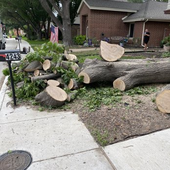 The Tree Surgeon - Tree Services Near Me The Tree Surgeon - Tree Services Near Me