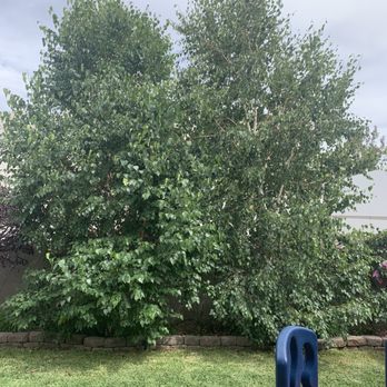 Ezra Tree Service - Before: White birch trees that were overgrown. - Tree Services Near Me Ezra Tree Service - Before: White birch trees that were overgrown. - Tree Services Near Me