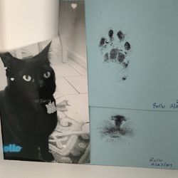 Mill Creek Animal Hospital - Imprints that vet made of my cat that I had to have euthanized after options ran out.