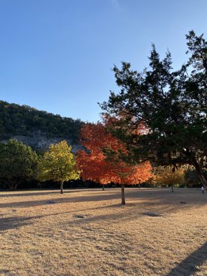Lost Maples State Natural Area by null