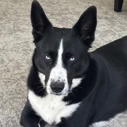 Prestigious Paws - Skylar feeling beautiful after her grooming