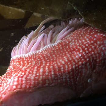 Seattle Aquarium - Aquariums Near Me - Seattle, Washington Seattle Aquarium - Aquariums Near Me - Seattle, Washington