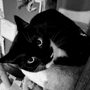 Photo of Priority Pet Care