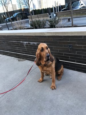 Photo of Schuylkill River Dog Run - Philadelphia, PA, US. Fedex the Bassett