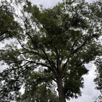 Good Guys Tree Service - Tree Services Near Me - Austin, Texas Good Guys Tree Service - Tree Services Near Me - Austin, Texas
