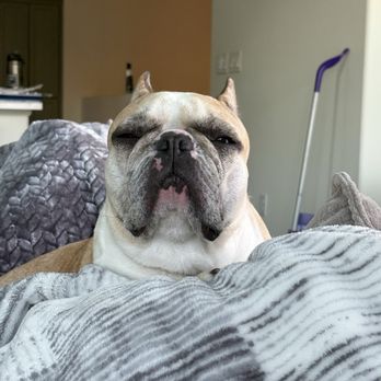 Compassionate Hands In Home Veterinary Services - Pet Hospice Near Me Compassionate Hands In Home Veterinary Services - Pet Hospice Near Me