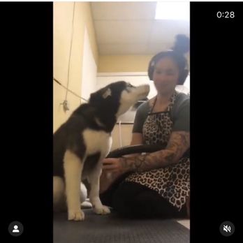 Classy Canine's Wiggle Rumps - Momo and Katrina - Pet Groomers Near Me - Castrovalley, California
