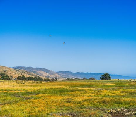 Limantour Beach by null
